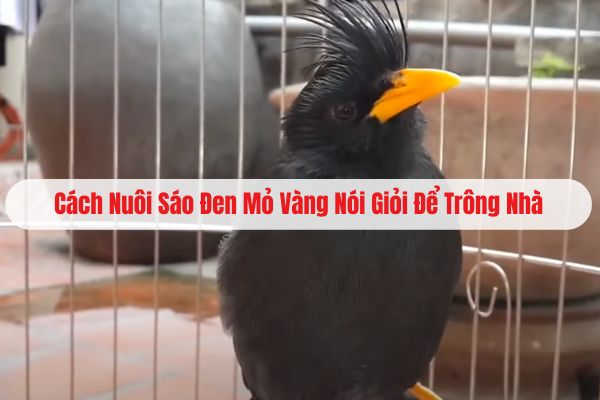 Cách Nuôi Sáo Đen Mỏ Vàng Nói Giỏi Để Trông Nhà